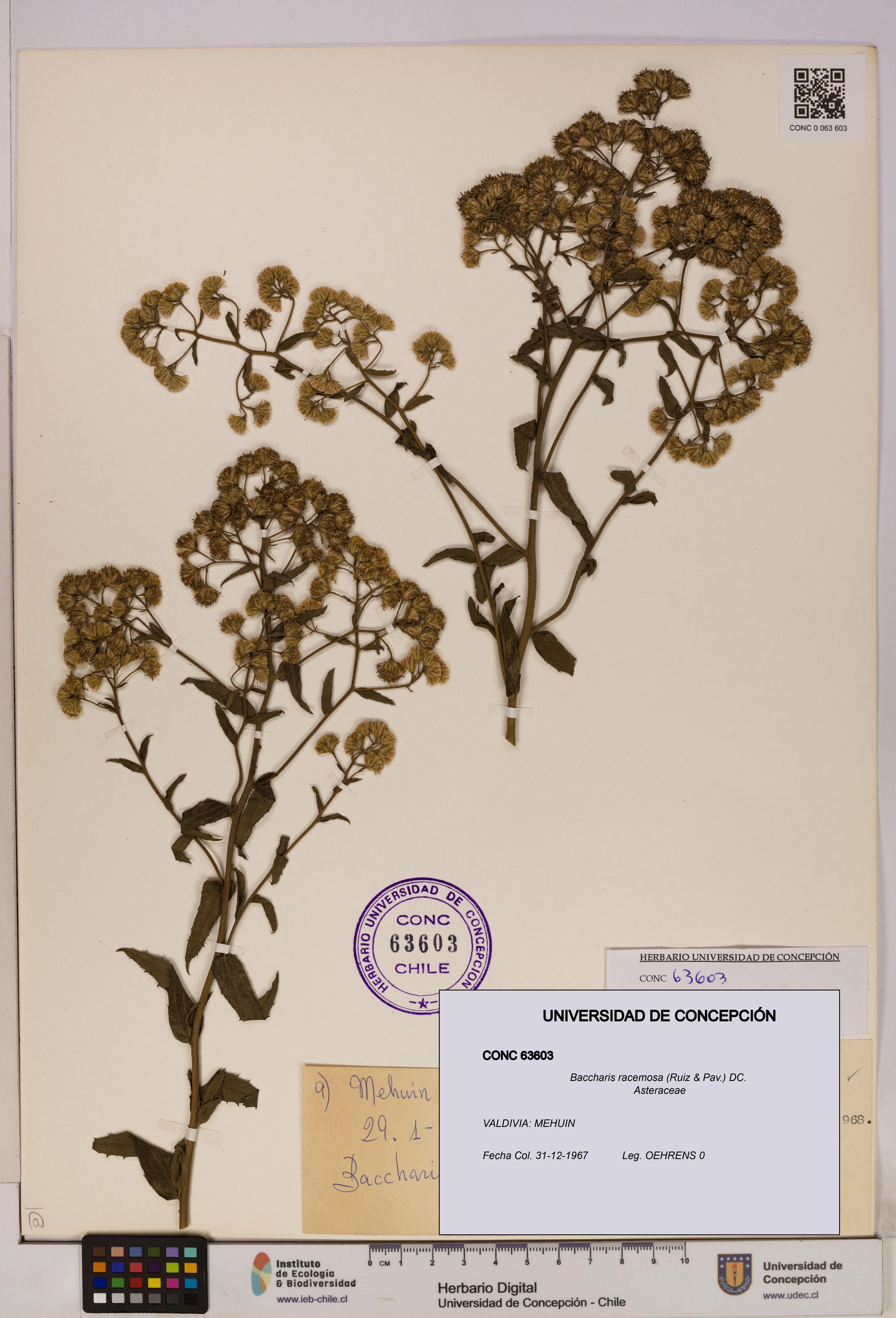 Baccharis racemosa [Espécimen: UDEC:CONC:0063603]