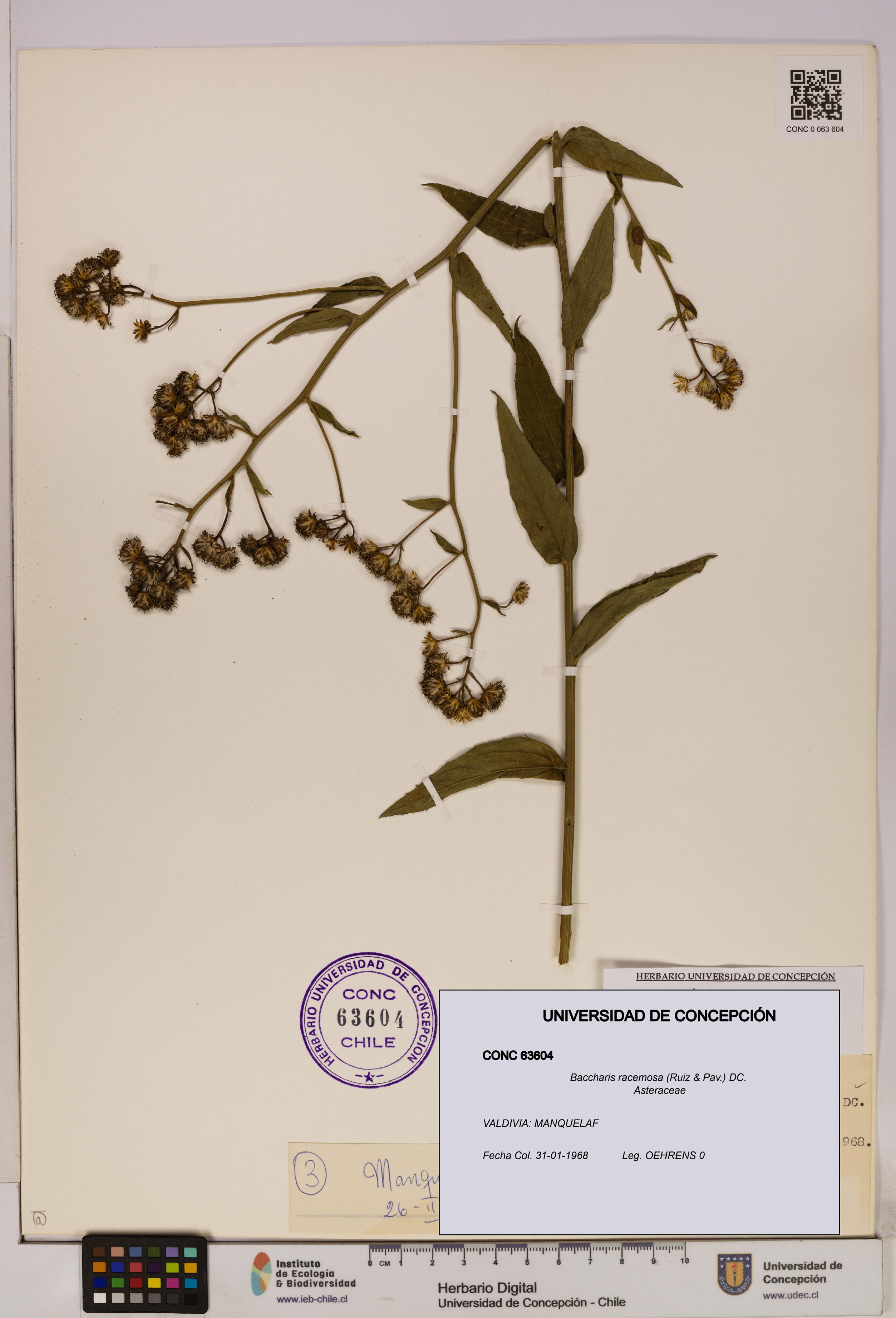 Baccharis racemosa [Espécimen: UDEC:CONC:0063604]