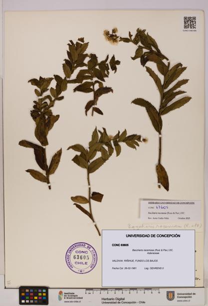 Baccharis racemosa [Espécimen: UDEC:CONC:0063605]