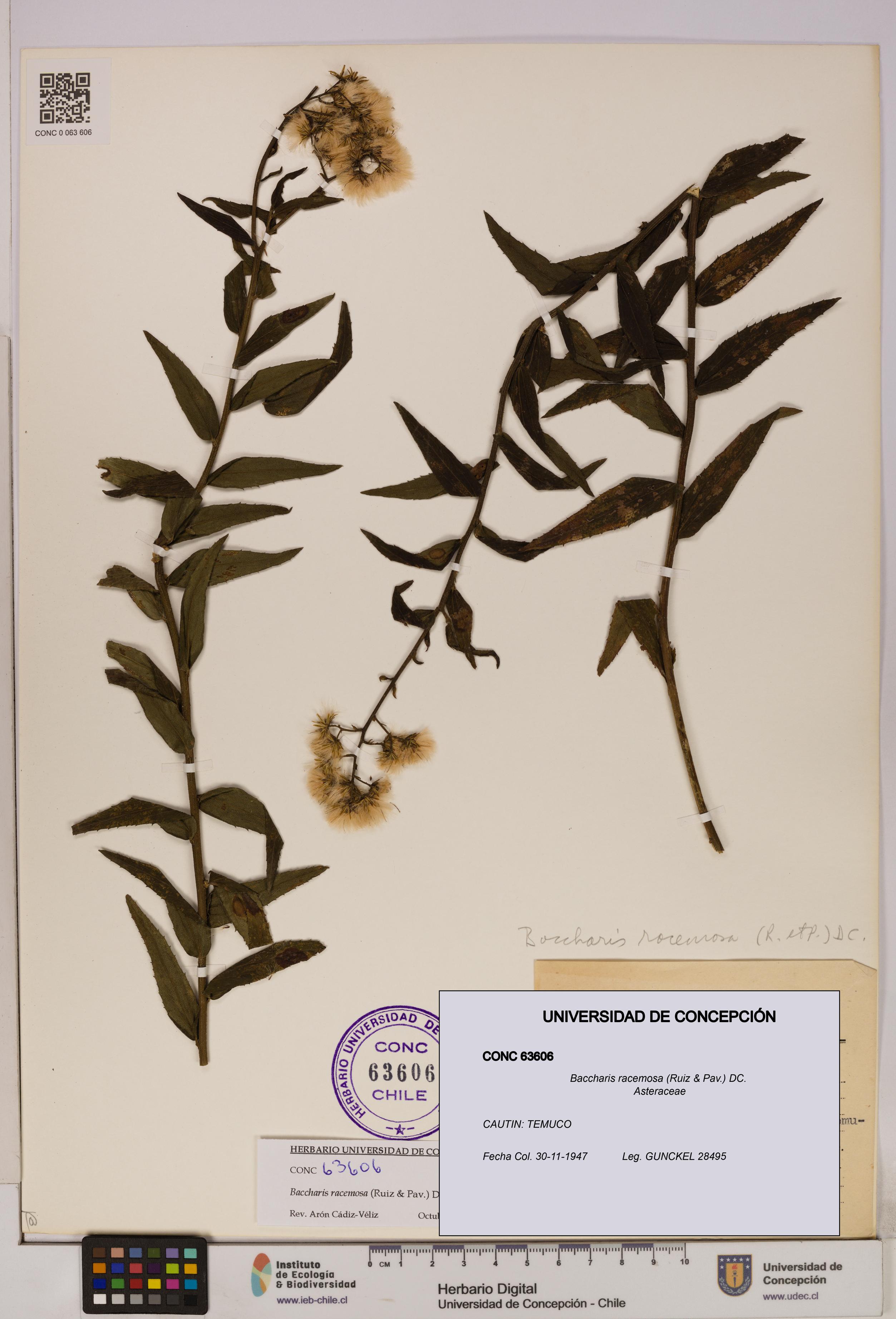 Baccharis racemosa [Espécimen: UDEC:CONC:0063606]