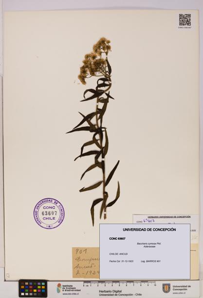Baccharis cymosa [Espécimen: UDEC:CONC:0063607]