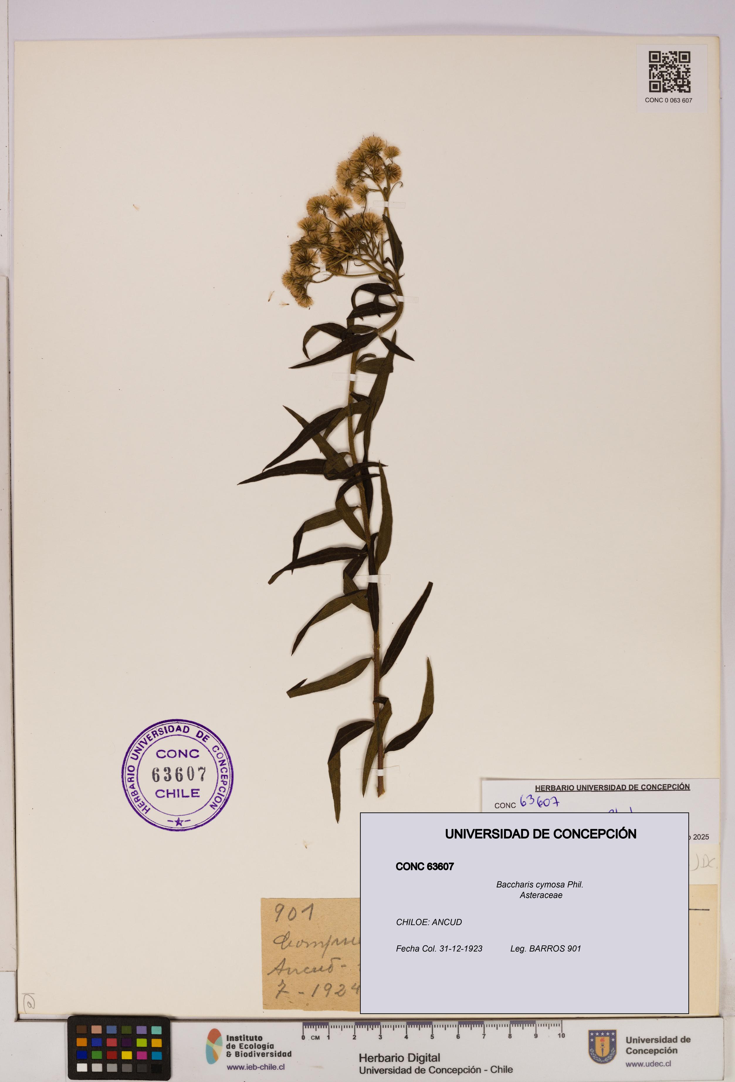 Baccharis cymosa [Espécimen: UDEC:CONC:0063607]