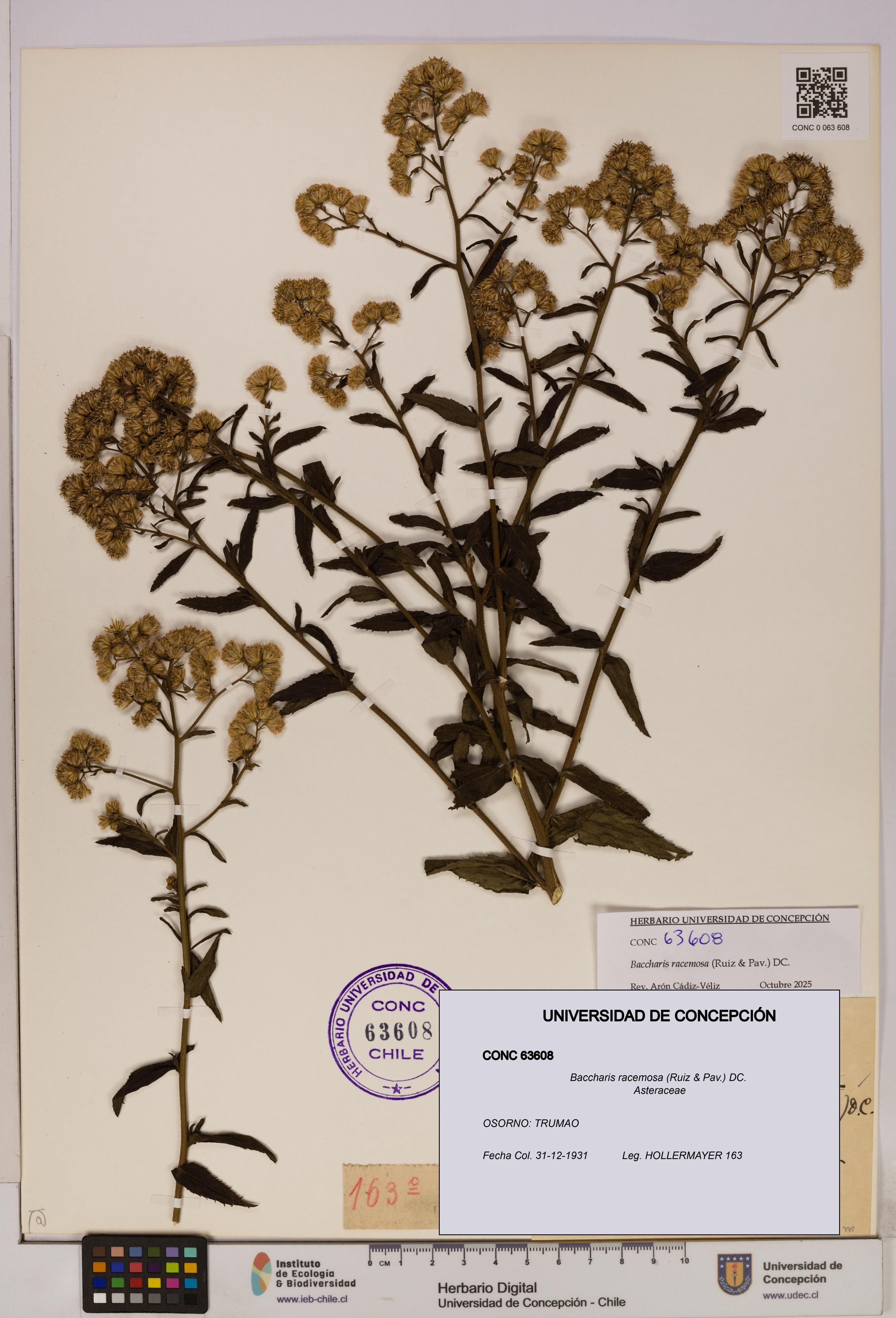 Baccharis racemosa [Espécimen: UDEC:CONC:0063608]