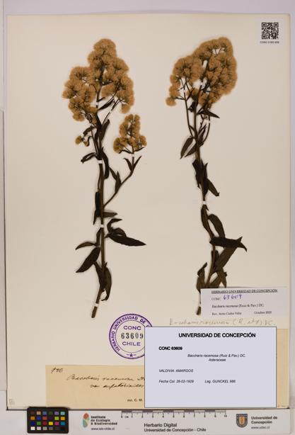 Baccharis racemosa [Espécimen: UDEC:CONC:0063609]
