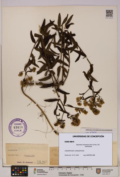 Baccharis racemosa [Espécimen: UDEC:CONC:0063610]