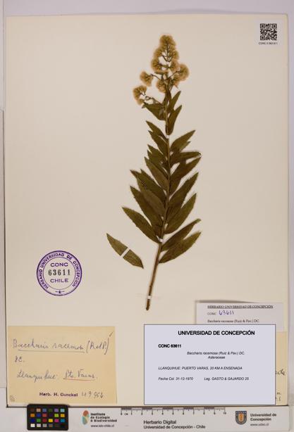 Baccharis racemosa [Espécimen: UDEC:CONC:0063611]