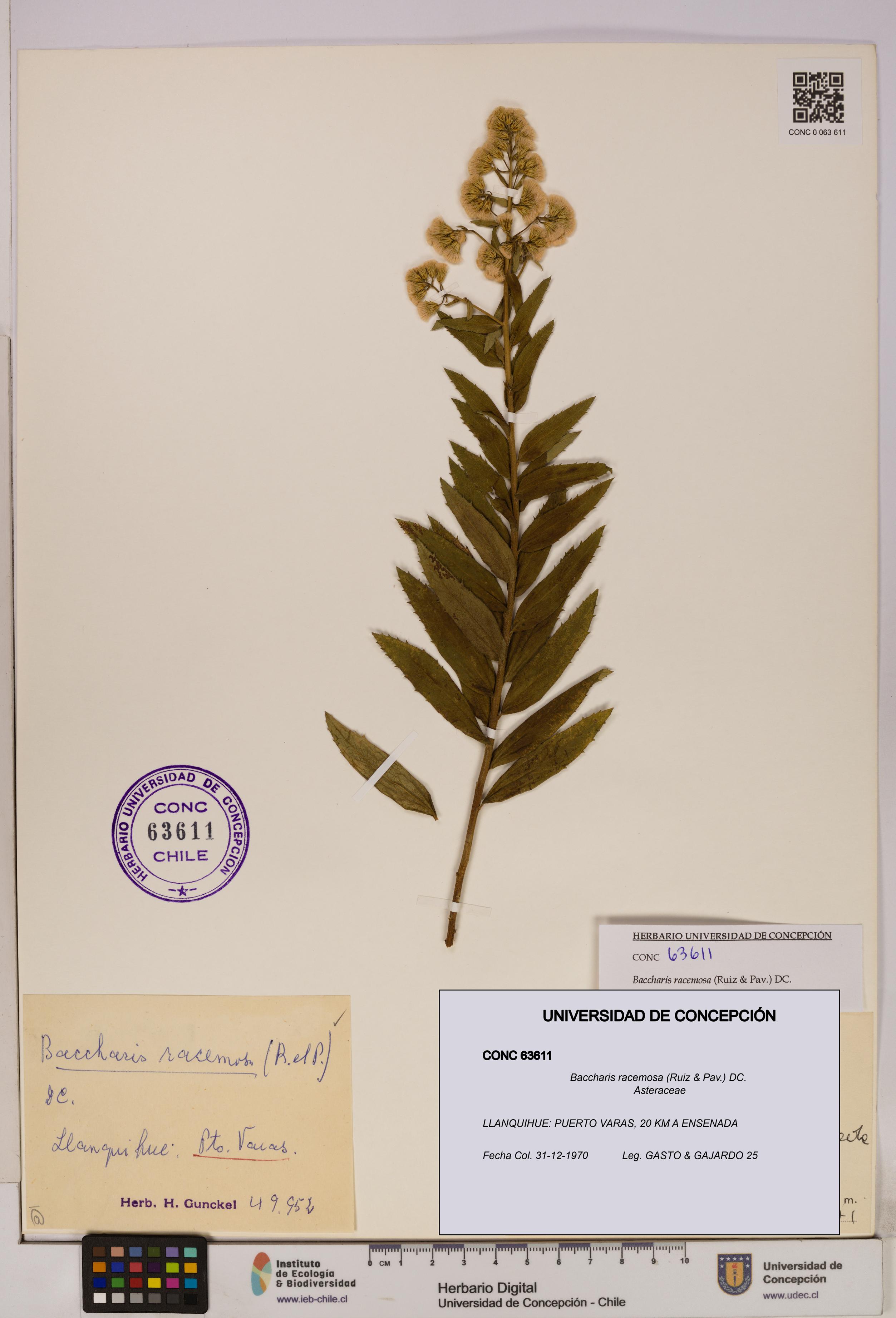 Baccharis racemosa [Espécimen: UDEC:CONC:0063611]