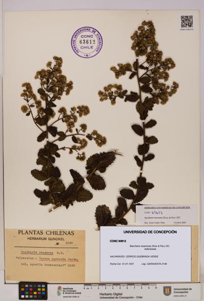 Baccharis racemosa [Espécimen: UDEC:CONC:0063612]