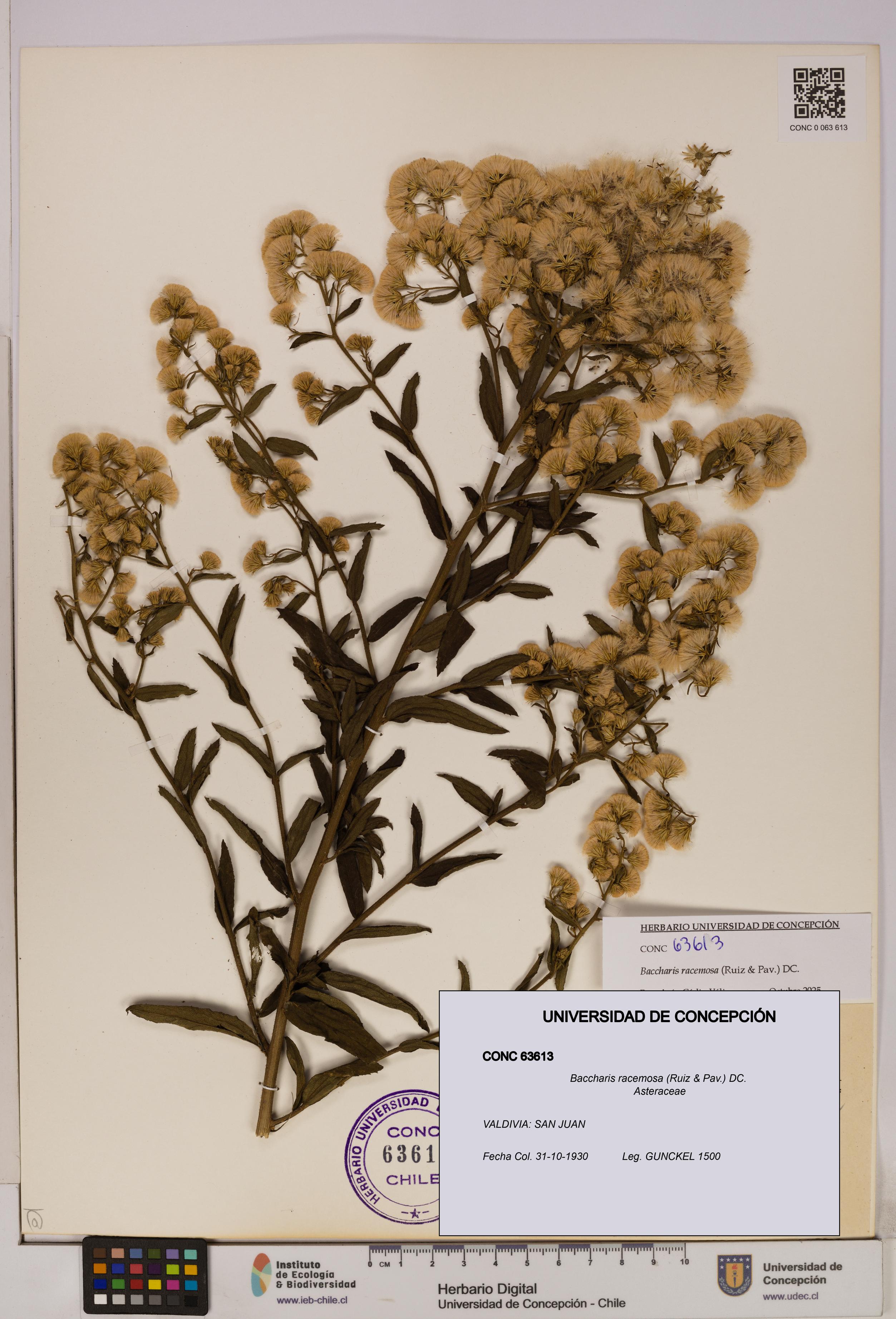 Baccharis racemosa [Espécimen: UDEC:CONC:0063613]