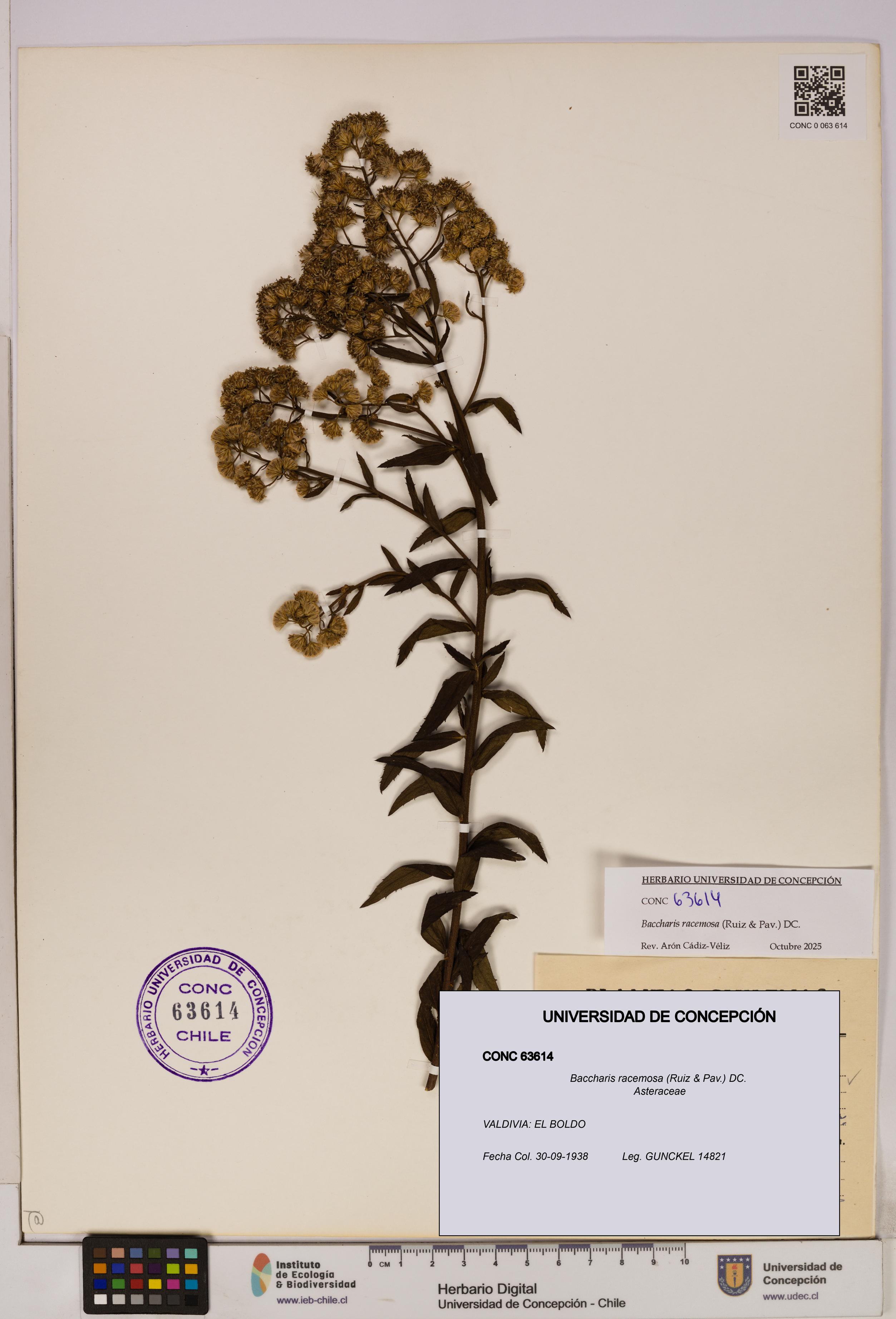 Baccharis racemosa [Espécimen: UDEC:CONC:0063614]