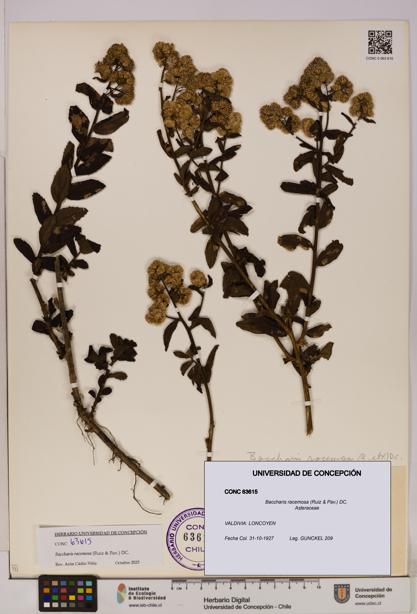 Baccharis racemosa [Espécimen: UDEC:CONC:0063615]