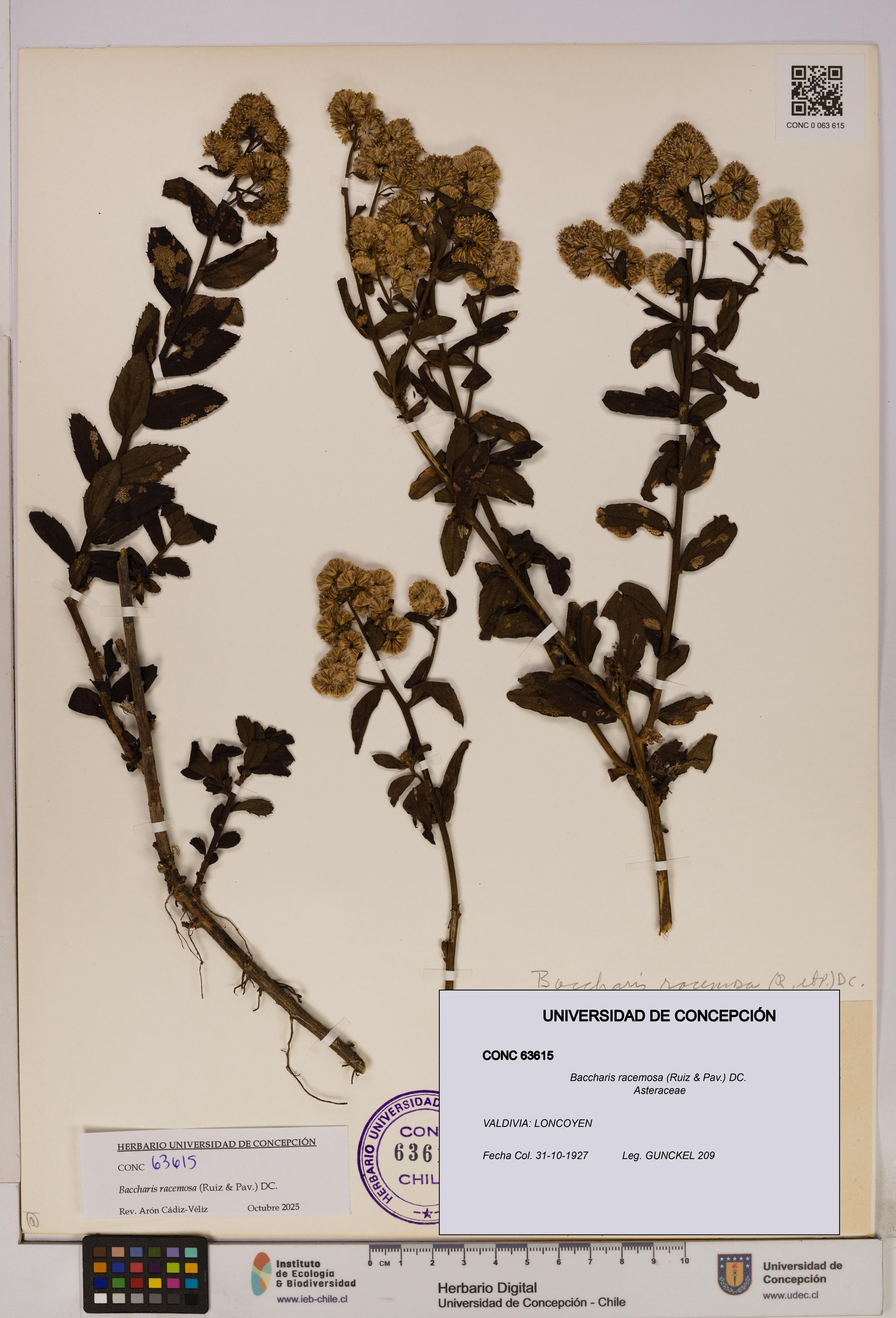 Baccharis racemosa [Espécimen: UDEC:CONC:0063615]