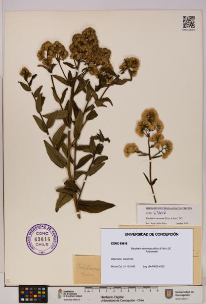 Baccharis racemosa [Espécimen: UDEC:CONC:0063616]