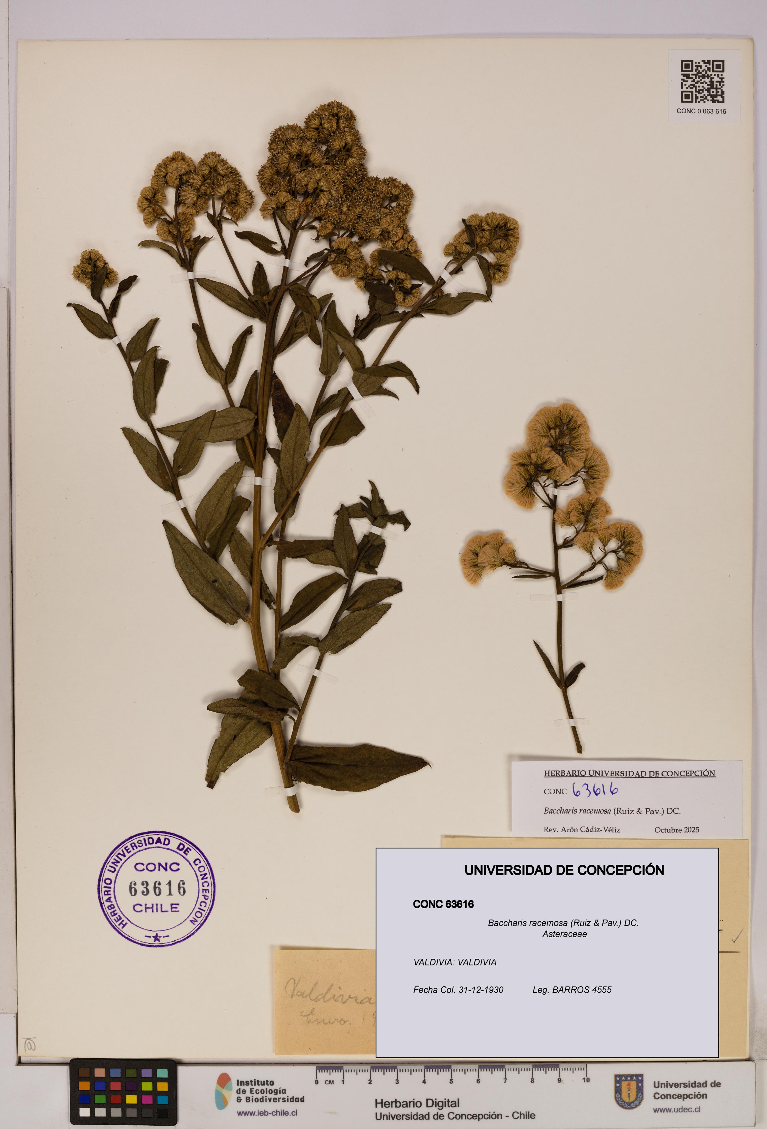 Baccharis racemosa [Espécimen: UDEC:CONC:0063616]
