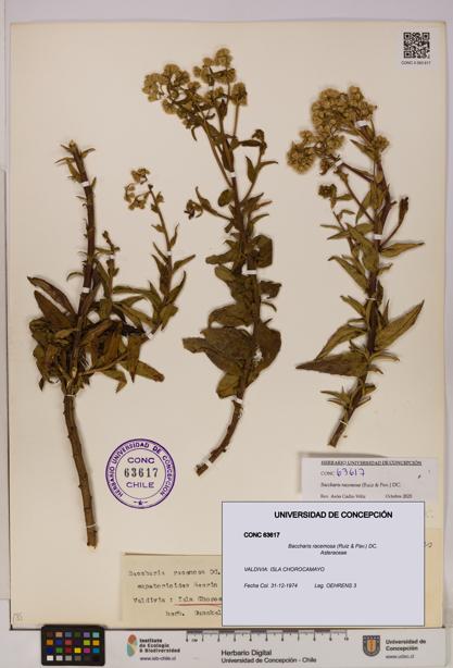 Baccharis racemosa [Espécimen: UDEC:CONC:0063617]