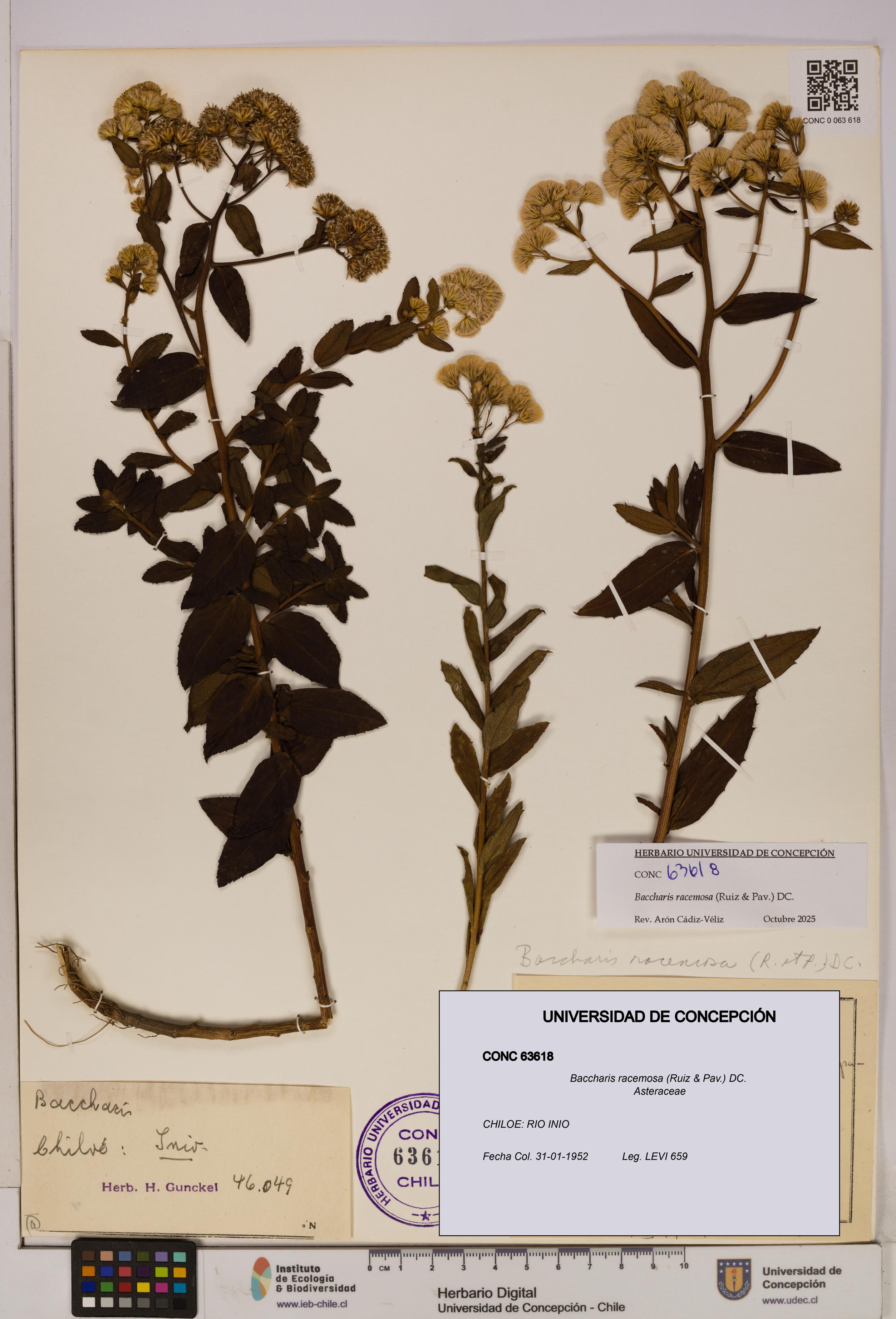 Baccharis racemosa [Espécimen: UDEC:CONC:0063618]