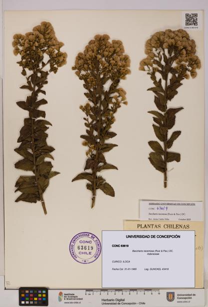 Baccharis racemosa [Espécimen: UDEC:CONC:0063619]