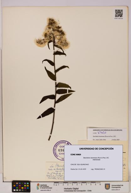 Baccharis racemosa [Espécimen: UDEC:CONC:0063620]