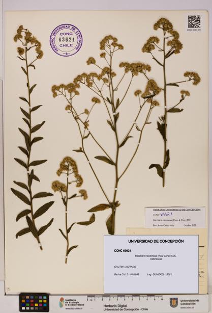 Baccharis racemosa [Espécimen: UDEC:CONC:0063621]