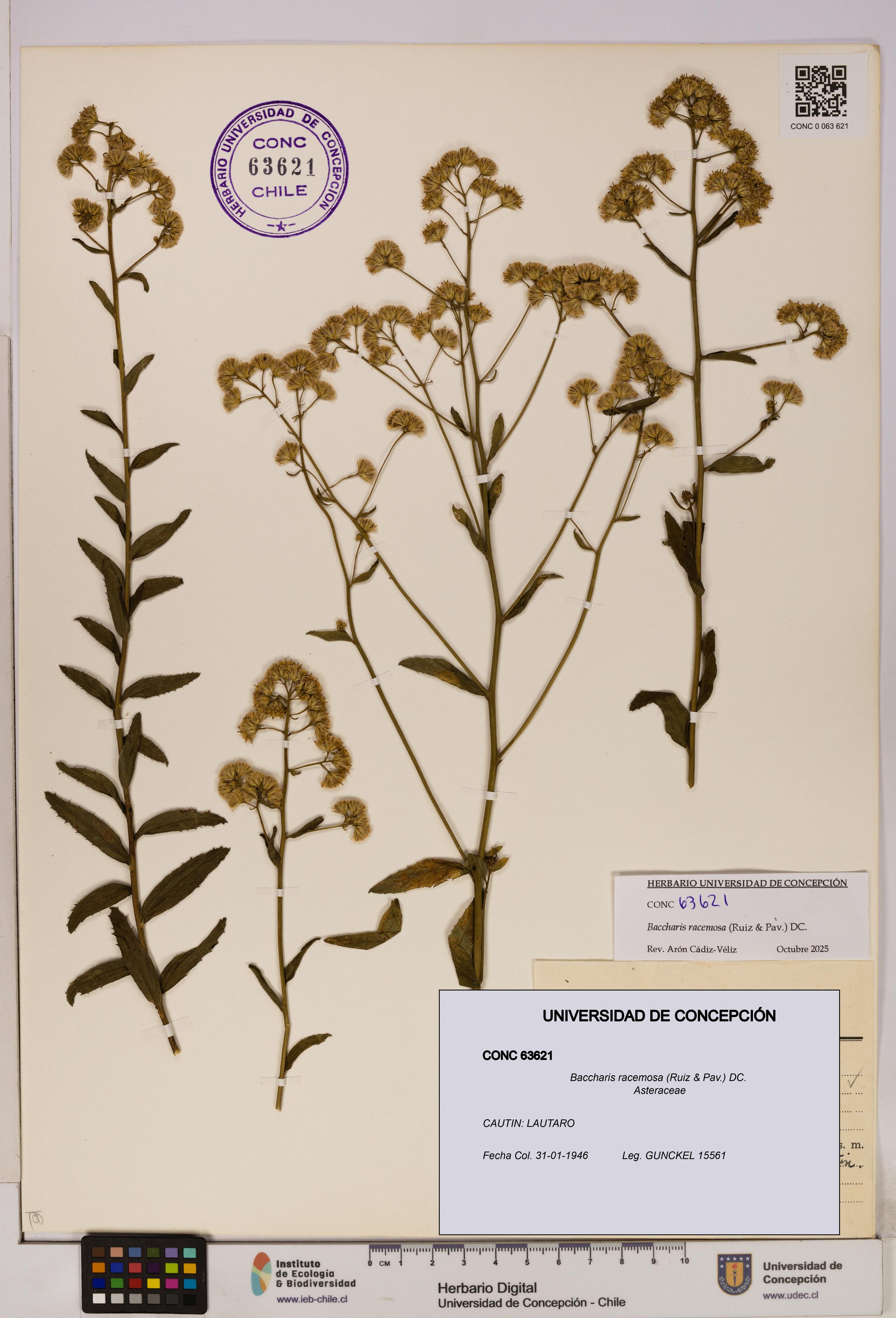 Baccharis racemosa [Espécimen: UDEC:CONC:0063621]