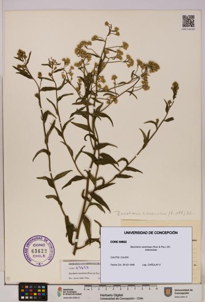 Baccharis racemosa [Espécimen: UDEC:CONC:0063622]