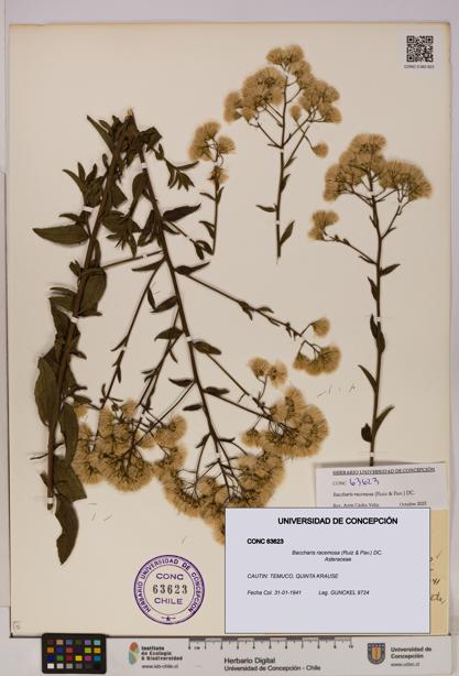 Baccharis racemosa [Espécimen: UDEC:CONC:0063623]