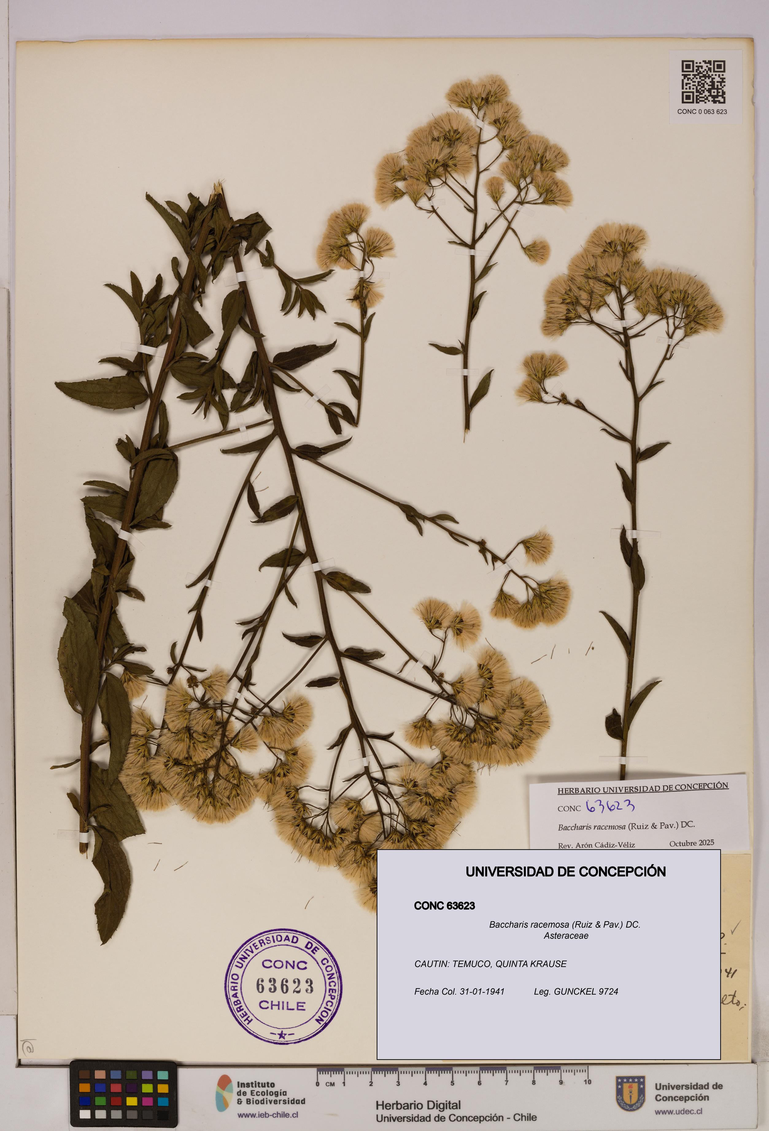 Baccharis racemosa [Espécimen: UDEC:CONC:0063623]