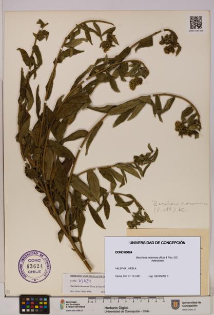 Baccharis racemosa [Espécimen: UDEC:CONC:0063624]