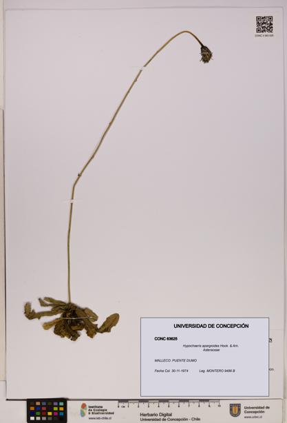 Hypochaeris apargioides [Espécimen: UDEC:CONC:0063625]