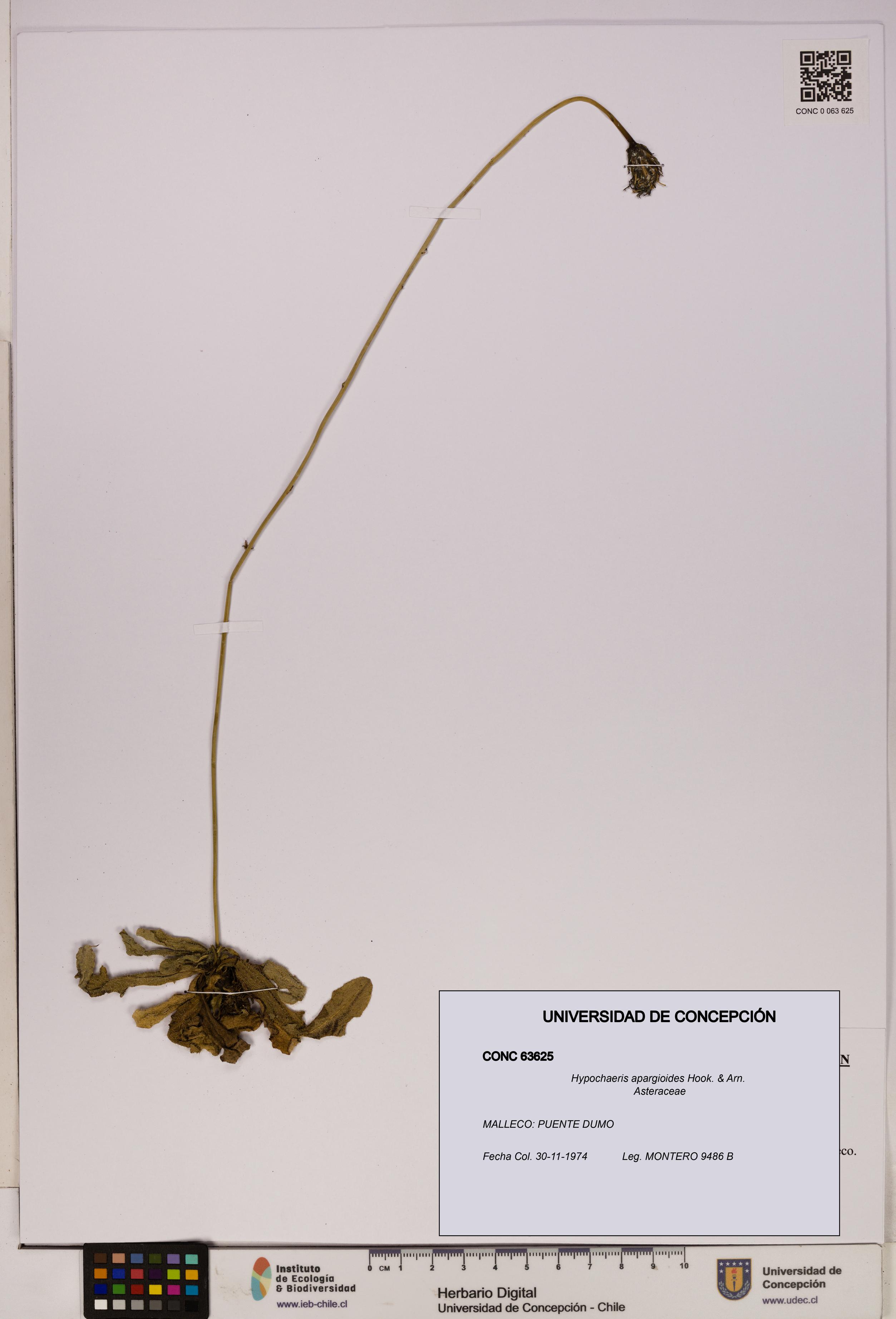 Hypochaeris apargioides [Espécimen: UDEC:CONC:0063625]