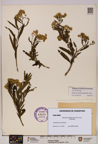 Baccharis salicifolia [Espécimen: UDEC:CONC:0063626]