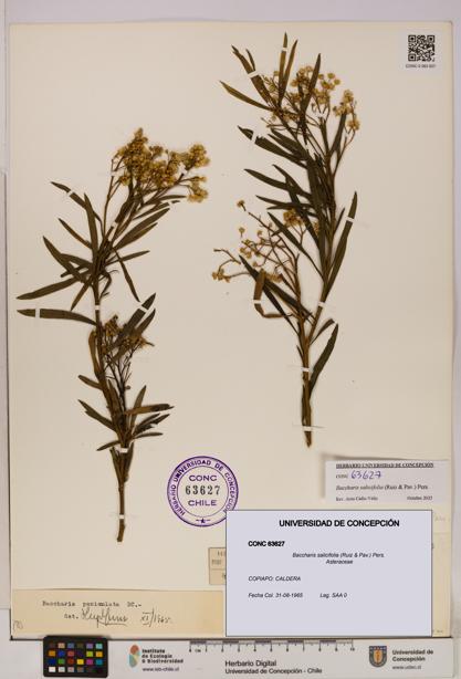 Baccharis salicifolia [Espécimen: UDEC:CONC:0063627]