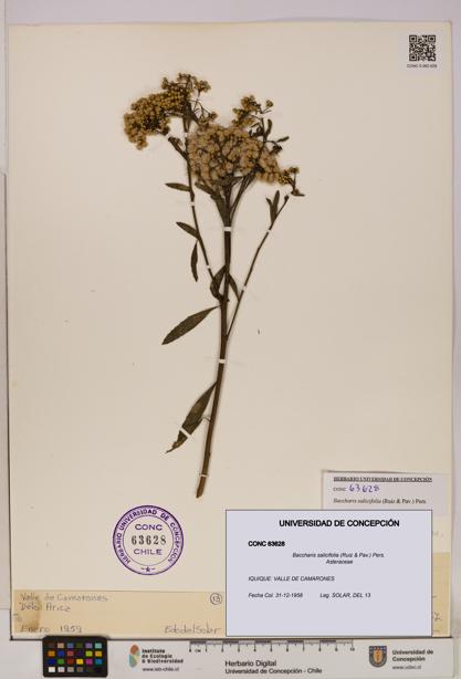 Baccharis salicifolia [Espécimen: UDEC:CONC:0063628]