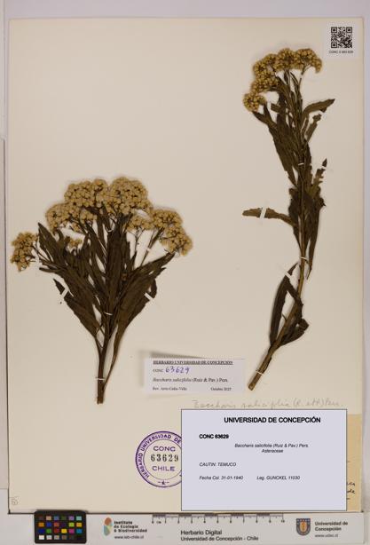 Baccharis salicifolia [Espécimen: UDEC:CONC:0063629]