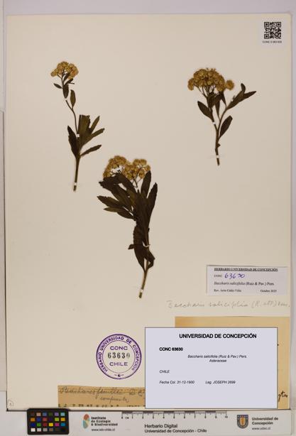 Baccharis salicifolia [Espécimen: UDEC:CONC:0063630]