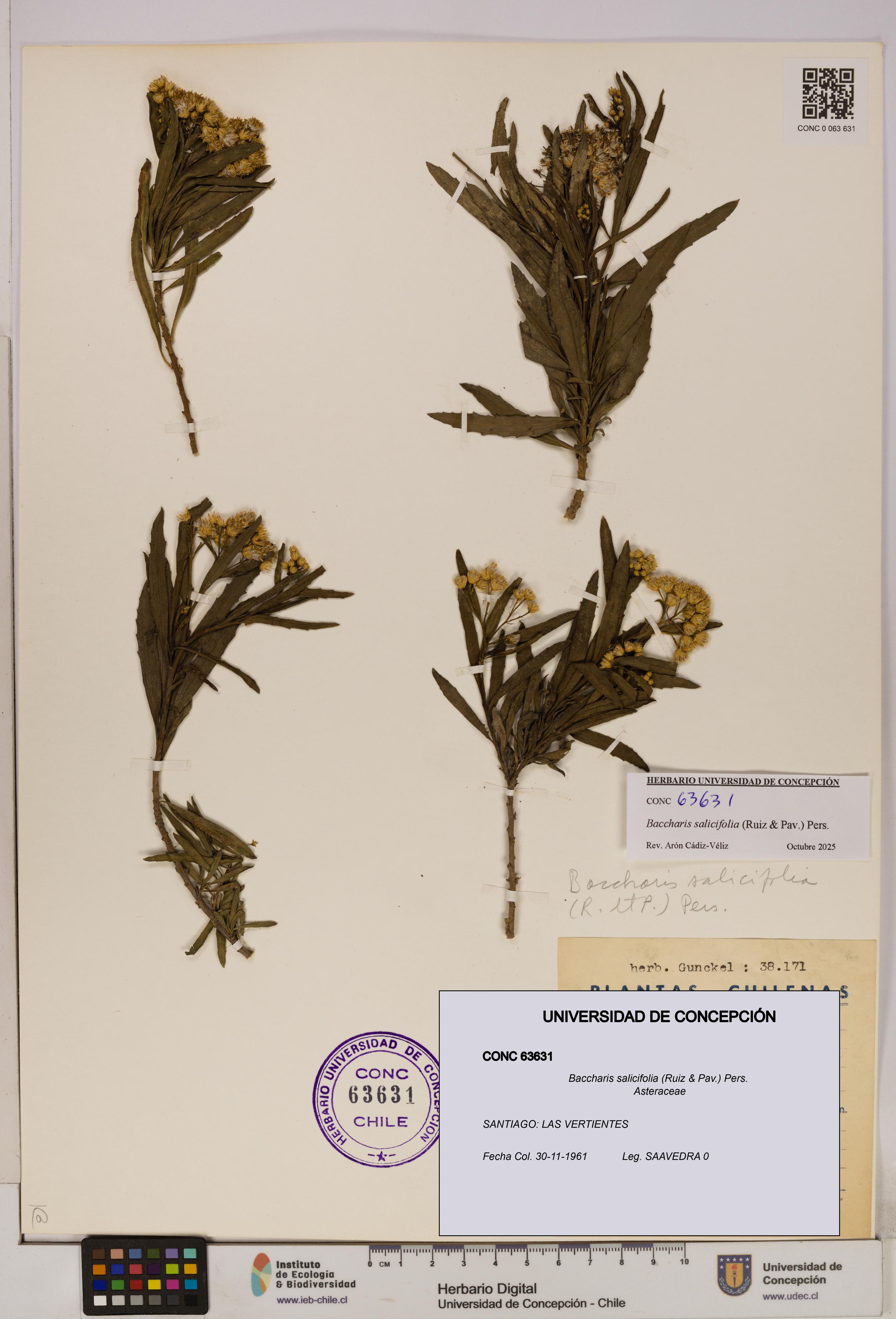 Baccharis salicifolia [Espécimen: UDEC:CONC:0063631]
