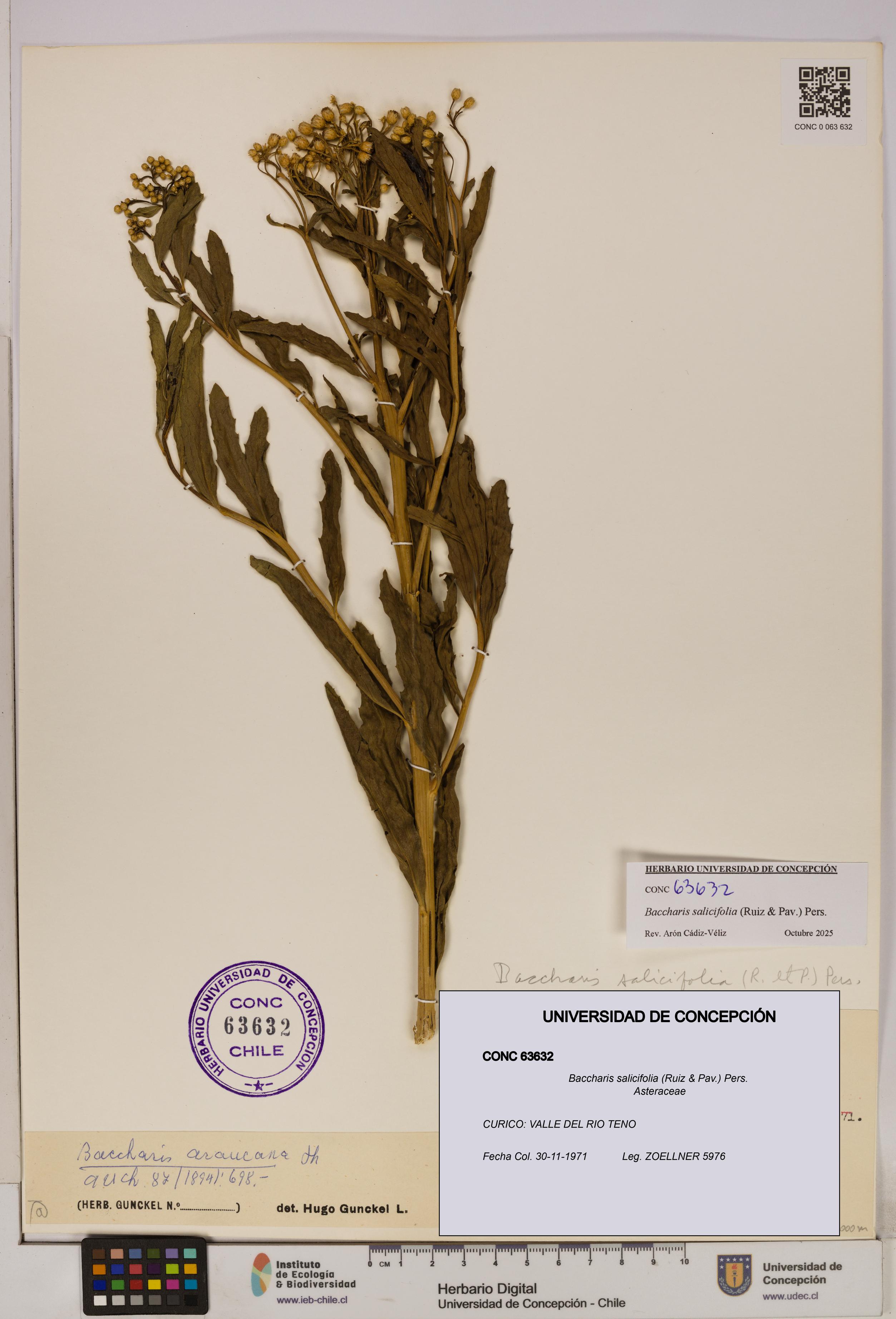 Baccharis salicifolia [Espécimen: UDEC:CONC:0063632]