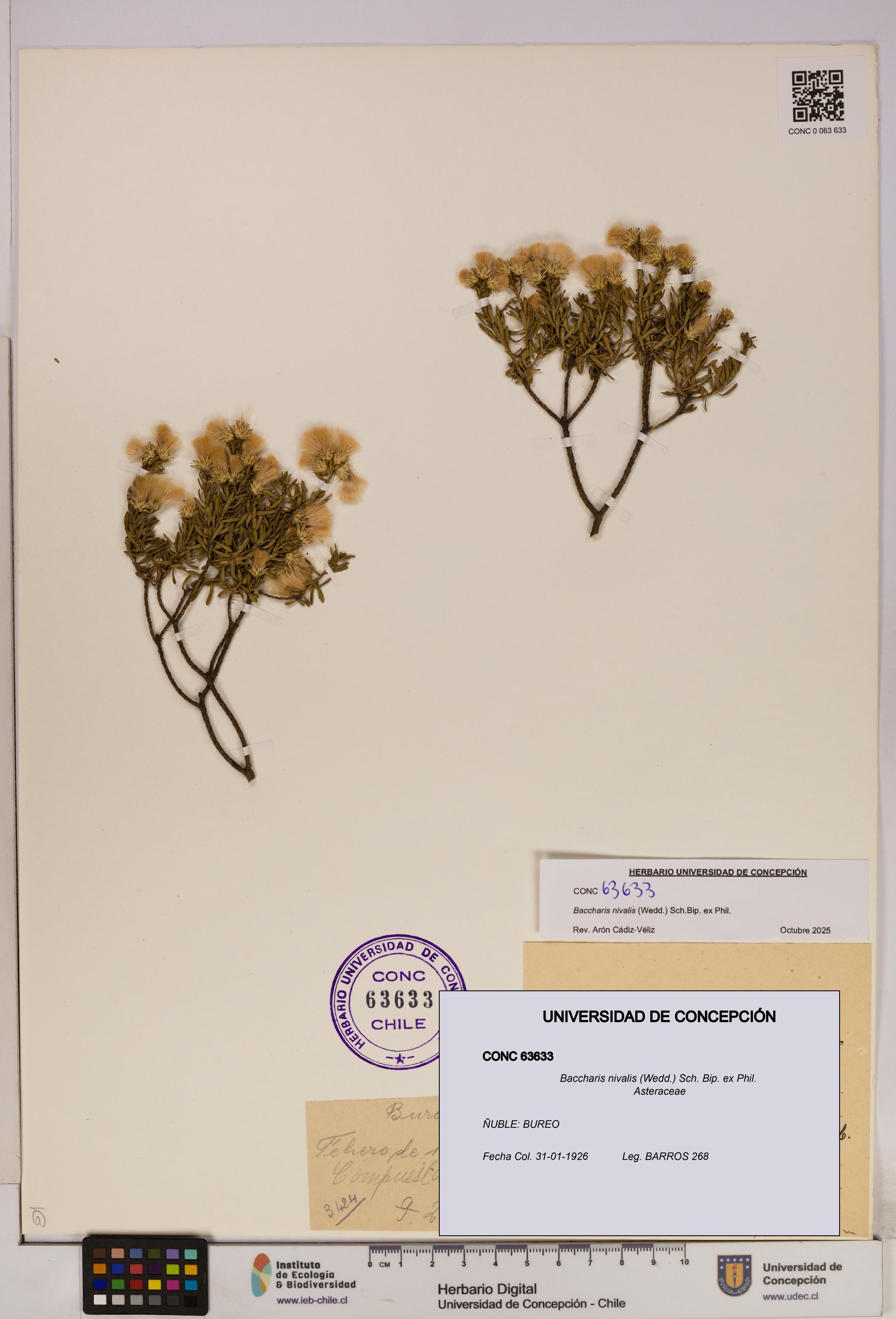 Baccharis nivalis [Espécimen: UDEC:CONC:0063633]