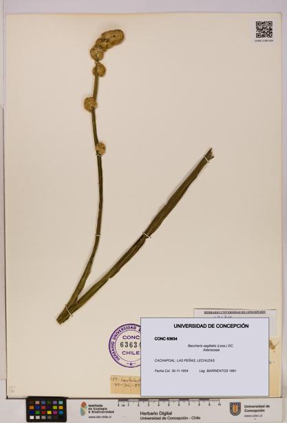Baccharis sagittalis [Espécimen: UDEC:CONC:0063634]