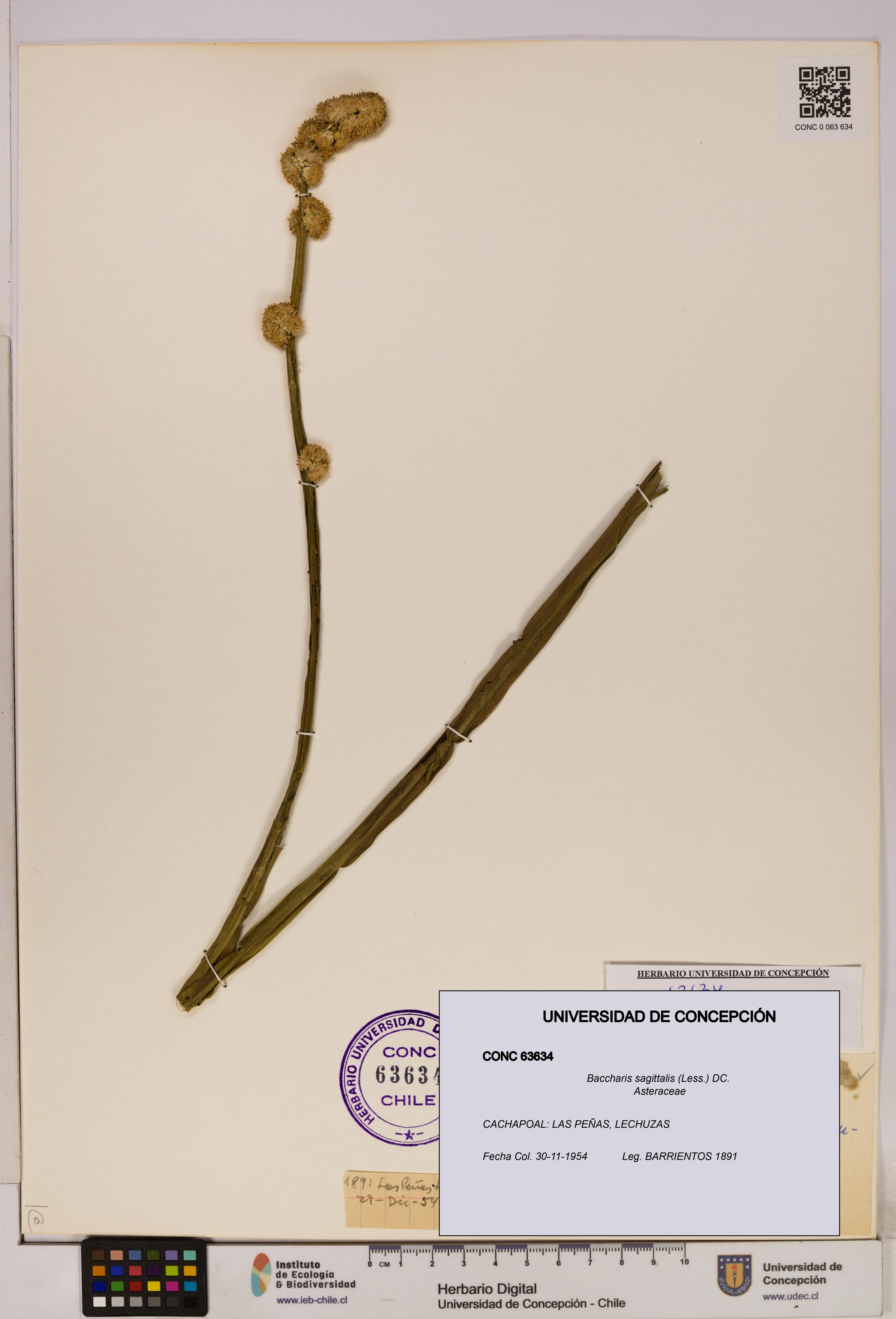 Baccharis sagittalis [Espécimen: UDEC:CONC:0063634]