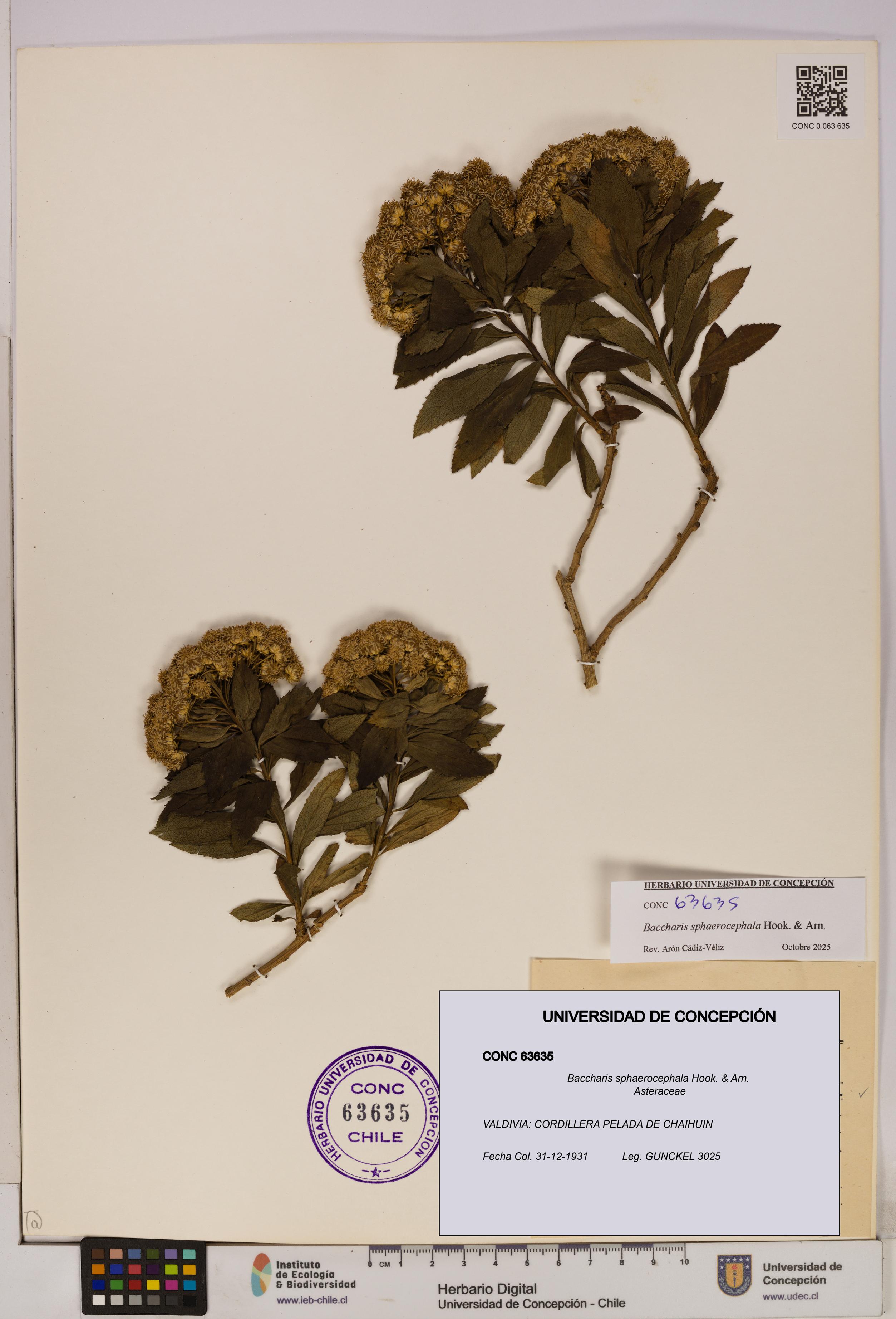 Baccharis sphaerocephala [Espécimen: UDEC:CONC:0063635]