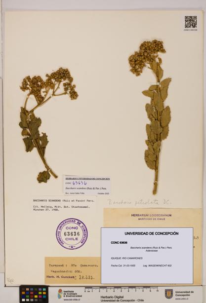 Baccharis scandens [Espécimen: UDEC:CONC:0063636]