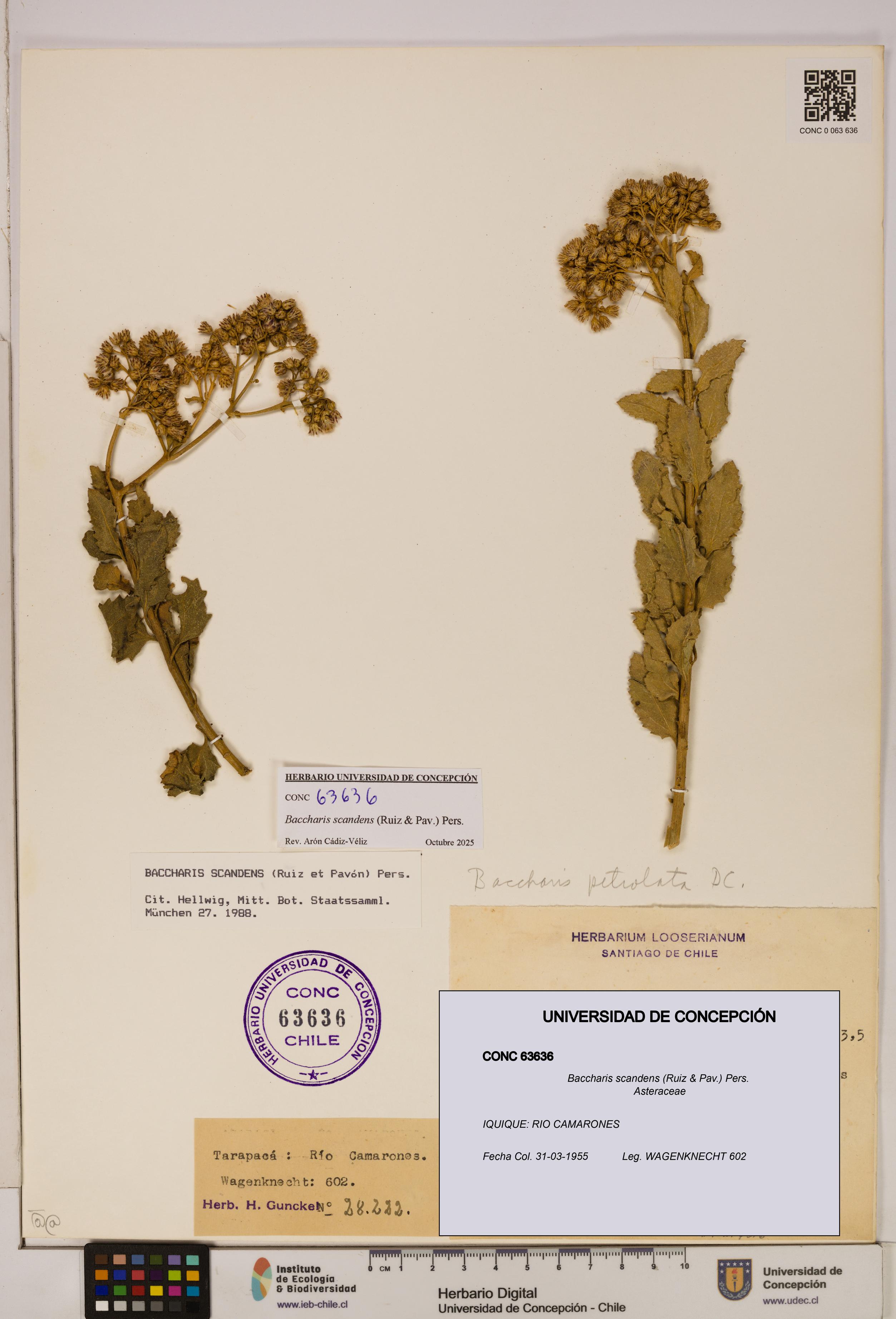 Baccharis scandens [Espécimen: UDEC:CONC:0063636]