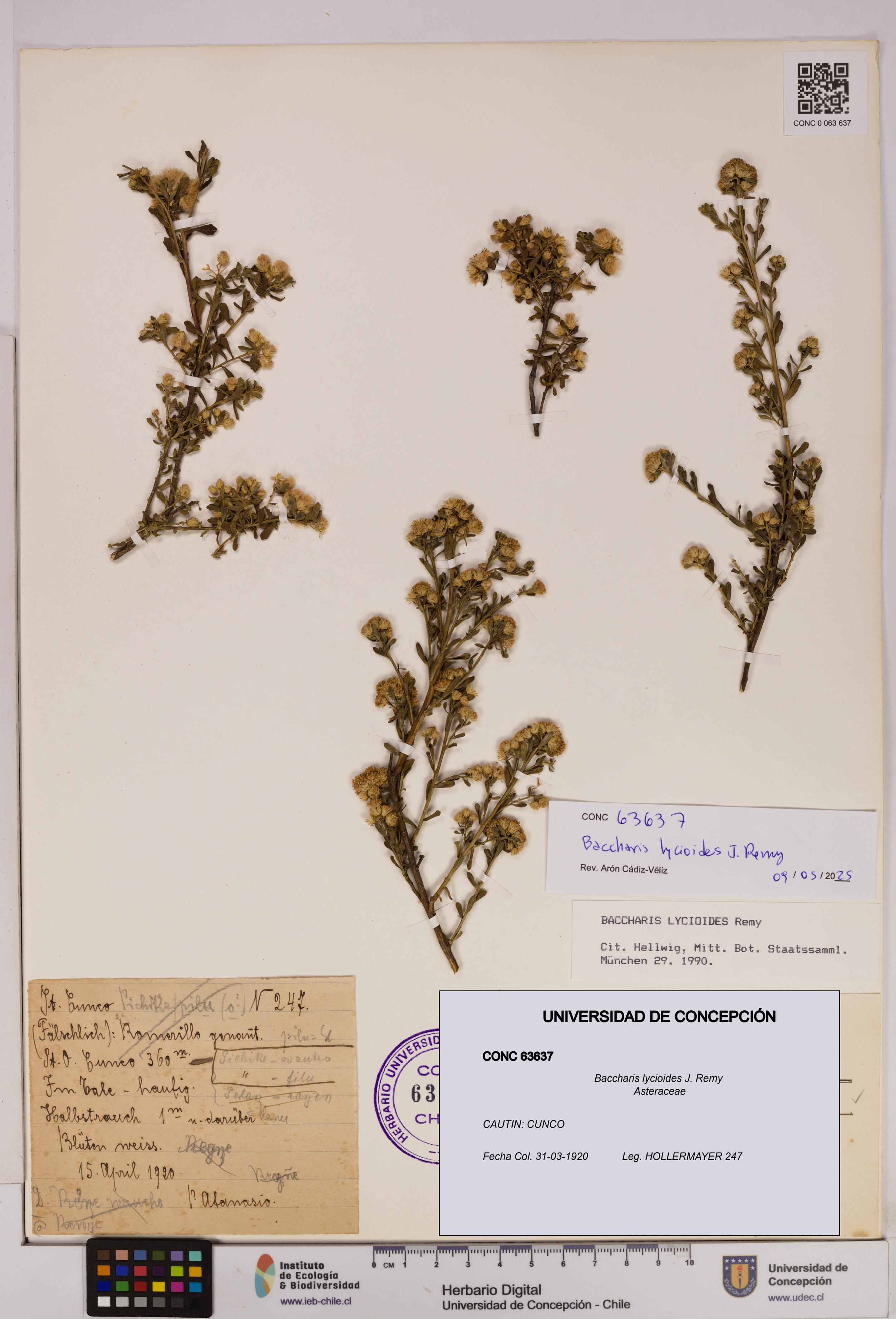 Baccharis lycioides [Espécimen: UDEC:CONC:0063637]