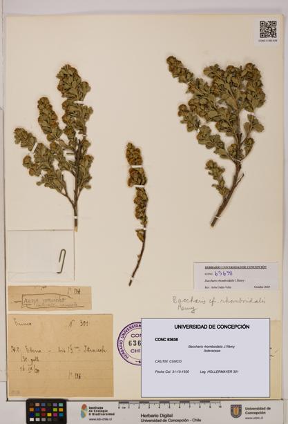 Baccharis rhomboidalis [Espécimen: UDEC:CONC:0063638]