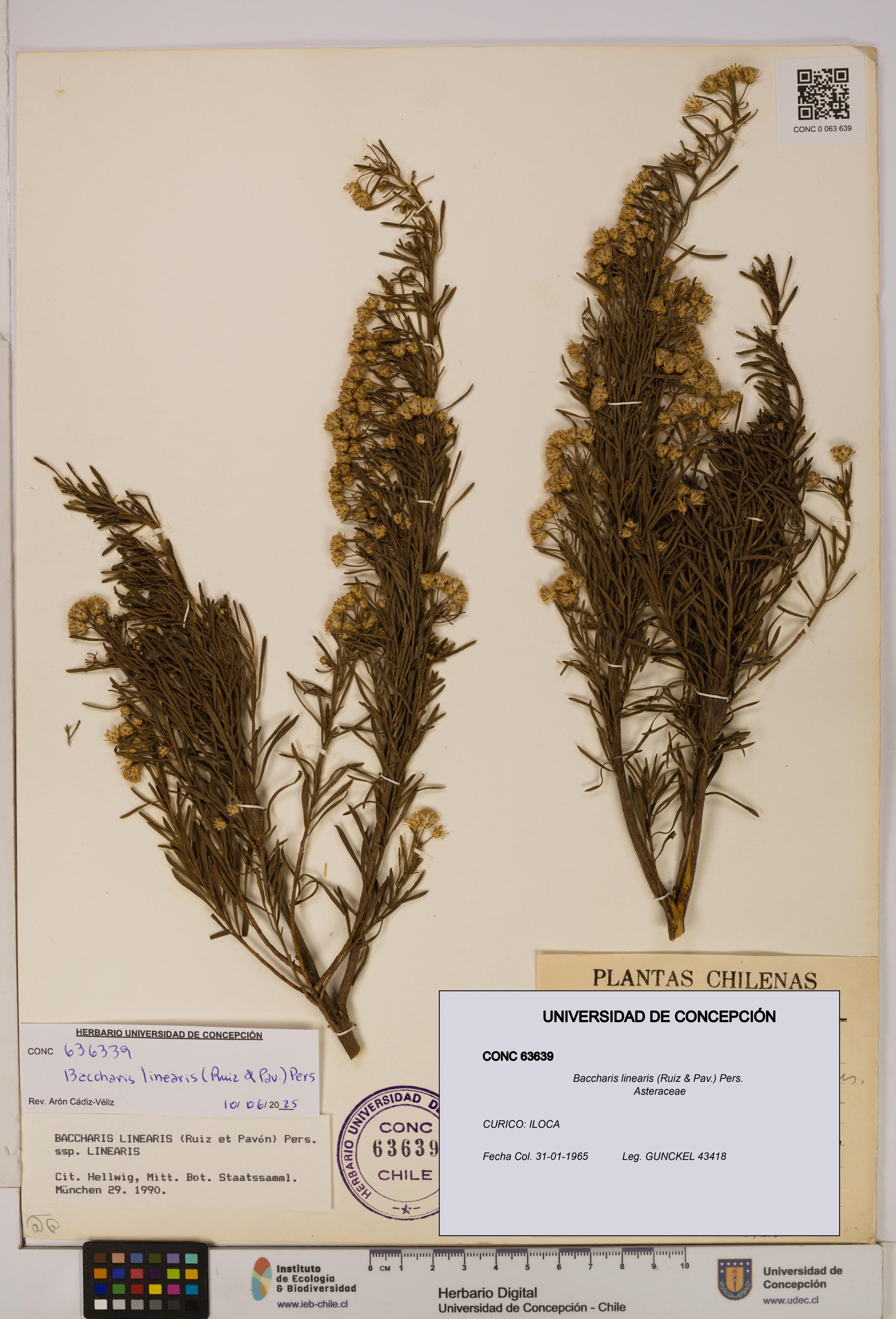 Baccharis linearis [Espécimen: UDEC:CONC:0063639]