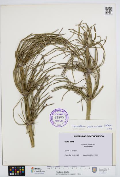 Equisetum giganteum [Espécimen: UDEC:CONC:0063905]