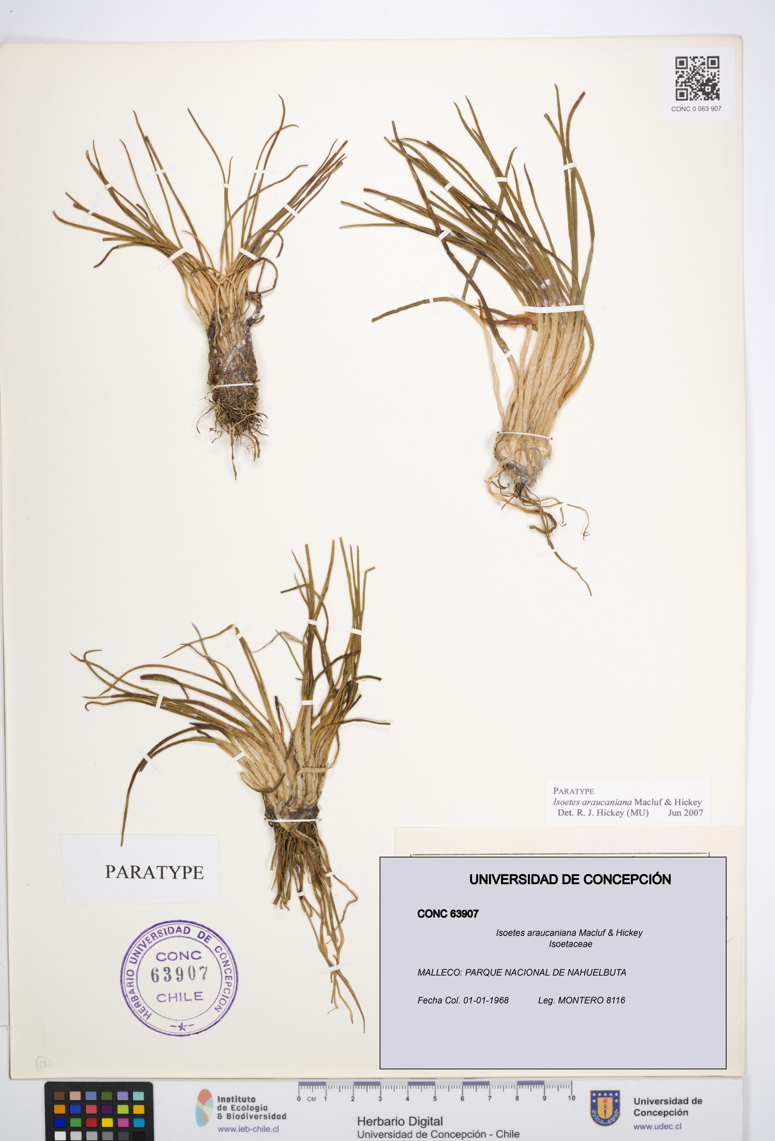 Isoetes araucaniana [Espécimen: UDEC:CONC:0063907]