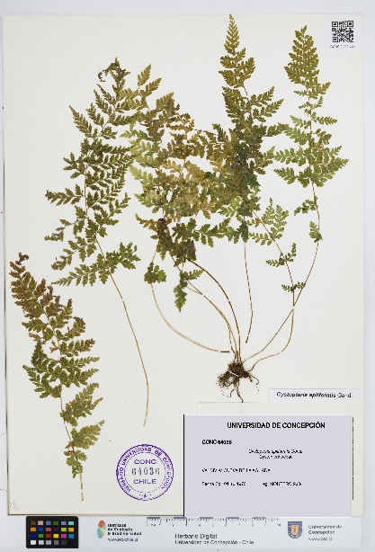 Cystopteris apiiformis [Espécimen: UDEC:CONC:0064036]