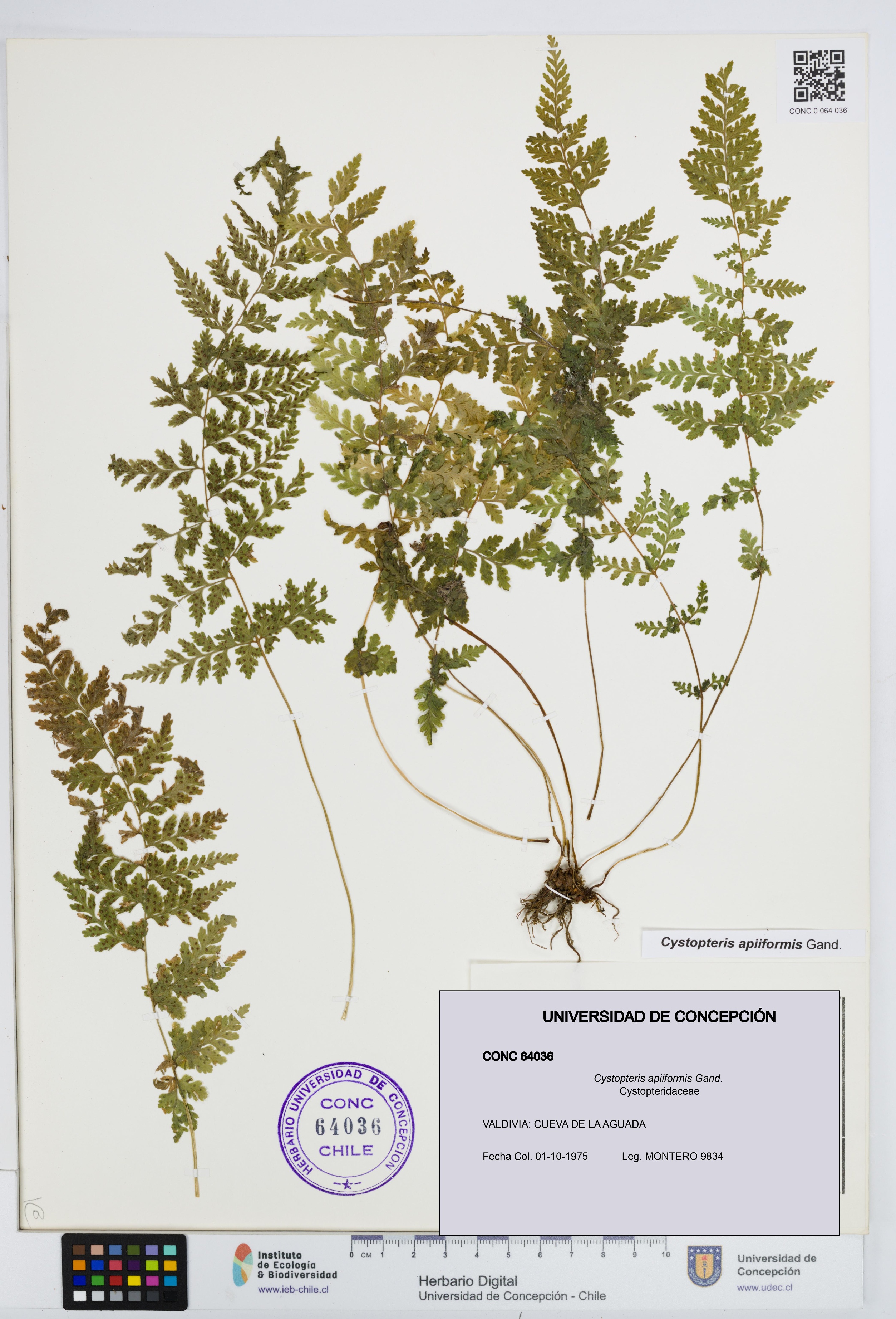Cystopteris apiiformis [Espécimen: UDEC:CONC:0064036]